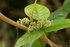 eastern poison-ivy image