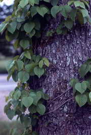 eastern poison-ivy image