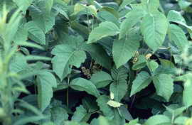 rydberg's poison-ivy image