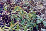 western poison-oak image
